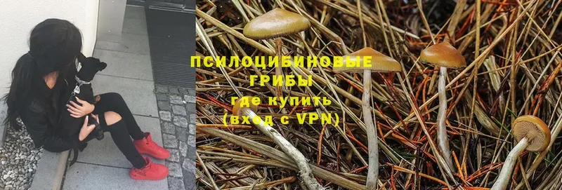 Псилоцибиновые грибы Psilocybine cubensis  где продают наркотики  МЕГА вход  Адыгейск 